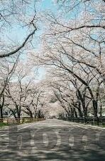 日本一区二区三本视频-探索日本文化与网络内容的多元视角